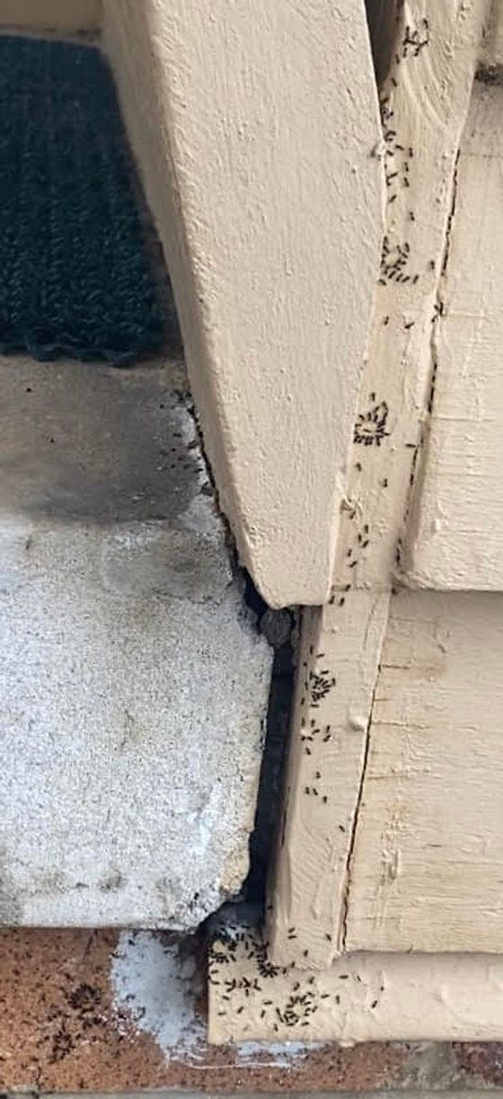 A trail of ants following a scent line back to the nest