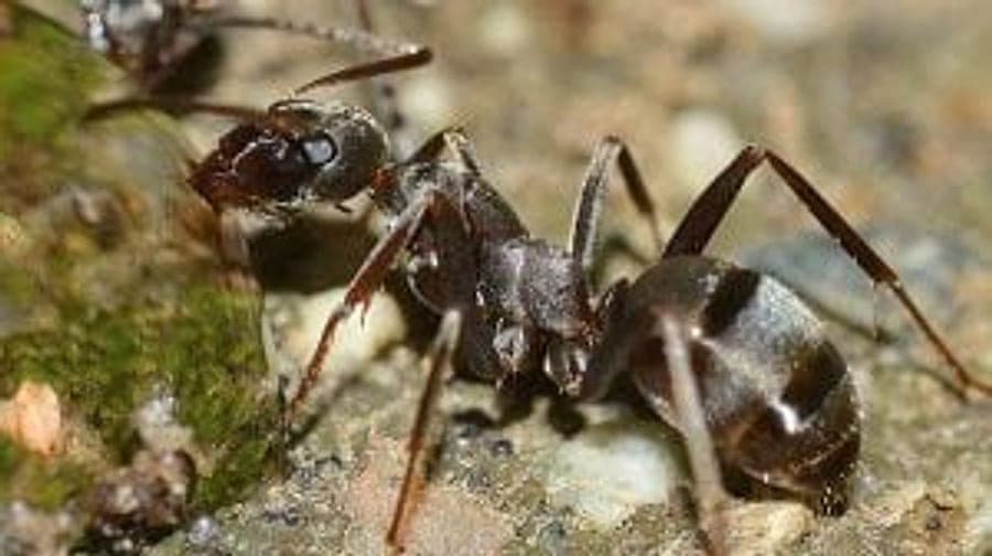 Ants trailing along a surface -- Bruin treats ant nests across North Brisbane