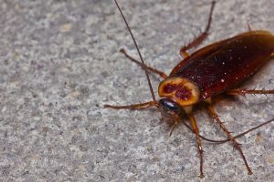 Cockroach on a Brisbane kitchen surface -- Bruin treats cockroach infestations