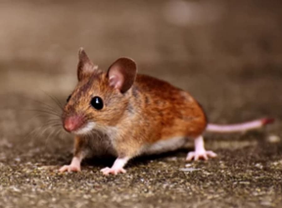 House mouse -- rodents follow food and shelter into subfloors and wall cavities