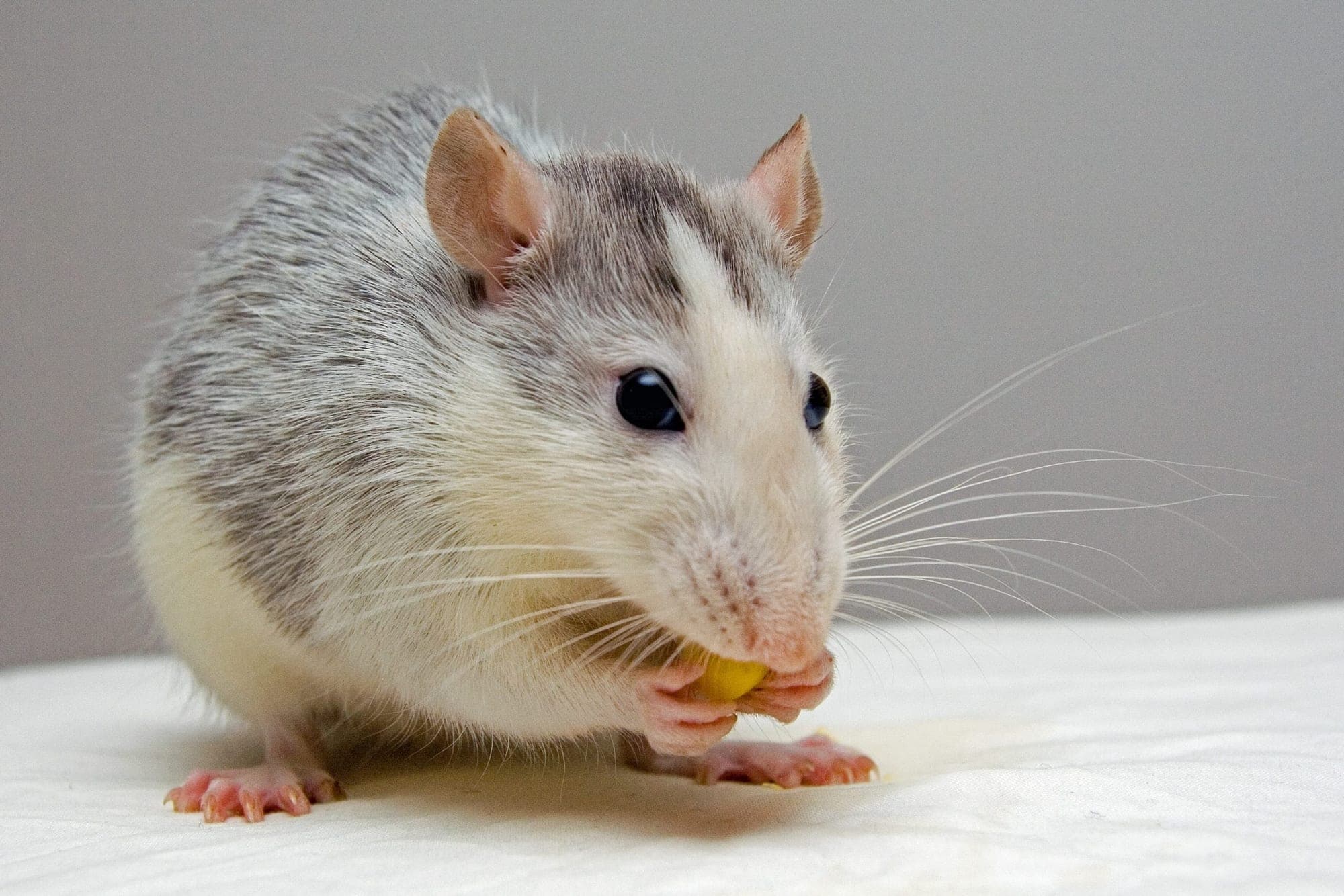 Rat feeding, the kind of rodent that reaches a roof by overhanging branches