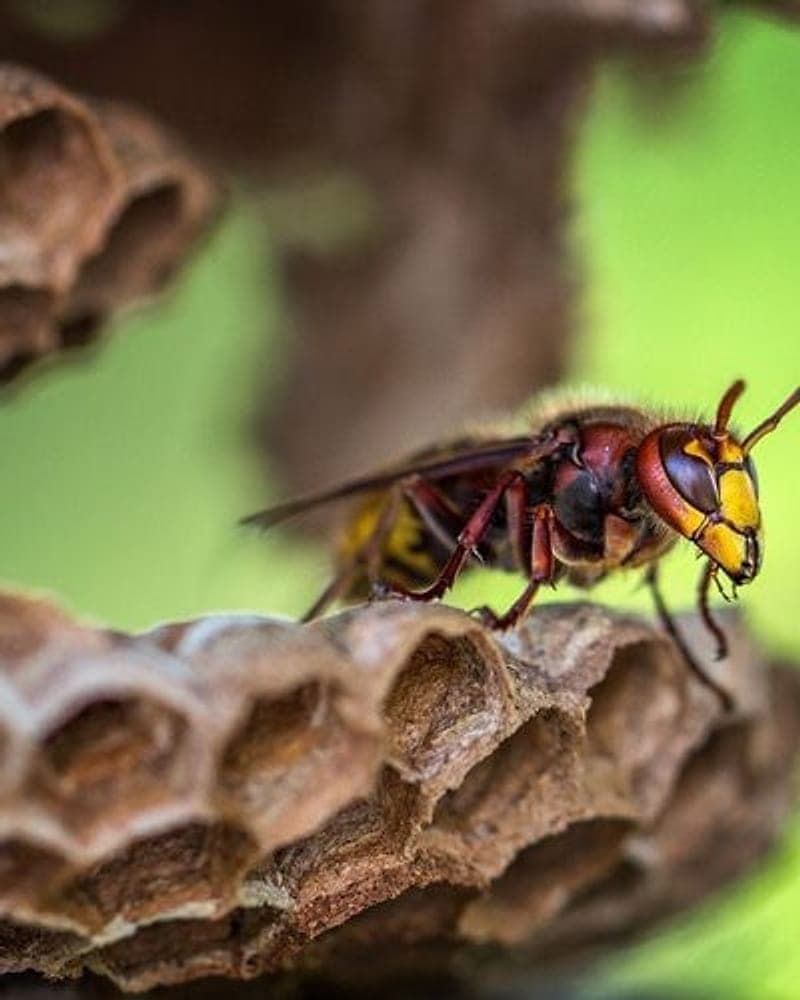 Paper wasp nest -- Bruin removes stinging wasp nests safely